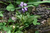 Orchis simia