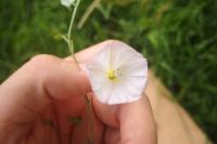Convolvulus arvensis