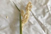 Holcus lanatus