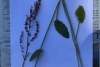 Rumex acetosa