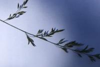Dactylis glomerata