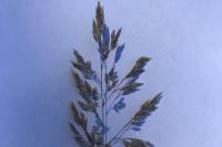 Schedonorus arundinaceus