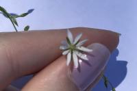 Stellaria graminea