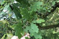 Quercus robur
