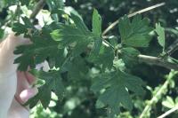 Crataegus monogyna