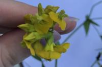 Lathyrus pratensis