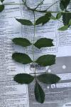 Fraxinus excelsior