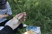 Lathyrus pratensis