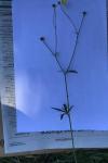 Ranunculus arvensis
