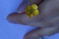 Ranunculus arvensis