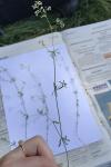 Galium uliginosum