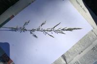 Trisetum flavescens