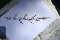 Trisetum flavescens