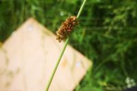 Juncus conglomeratus
