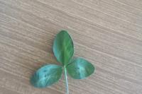Trifolium repens