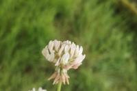 Trisetum flavescens