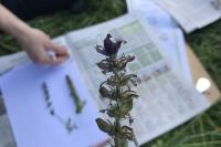 Ajuga reptans