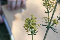 Galium verum