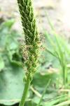 Plantago major