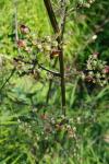 Scrophularia auriculata