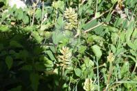 Astragalus glycyphyllos