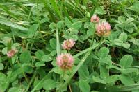 Trifolium fragiferum