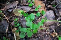 Lysimachia nummularia