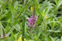 Lythrum salicaria