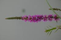 Lythrum salicaria