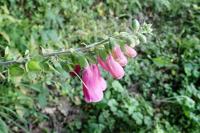 Digitalis purpurea
