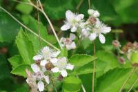 Rubus fruticosus