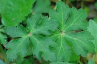 Sanicula europaea
