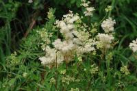 Filipendula ulmaria
