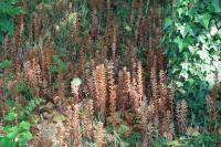 Orobanche hederae