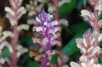 Orobanche hederae