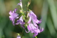 Campanula rapunculus