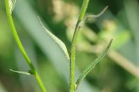 Campanula rapunculus