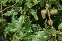 Quercus cerris