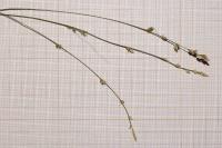 Carex divulsa