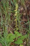 Verbascum nigrum