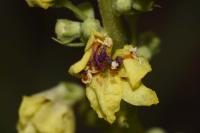 Verbascum nigrum