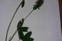 Trifolium ochroleucon