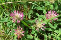 Trifolium medium