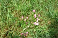 Centaurium erythraea
