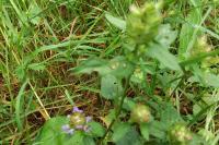 Prunella vulgaris
