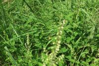 Teucrium scorodonia