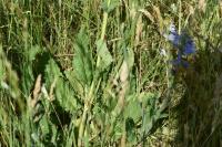 Salvia pratensis