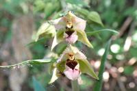Epipactis helleborine
