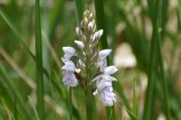 Dactylorhiza maculata