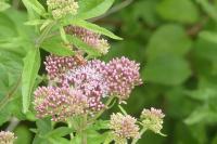 Eupatorium cannabinum